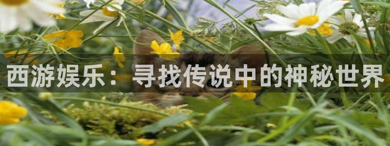 2元网3d走势图：西游娱乐：寻找传说中的神秘世界